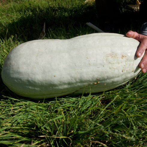 Hopi Origin Pale Gray Squash